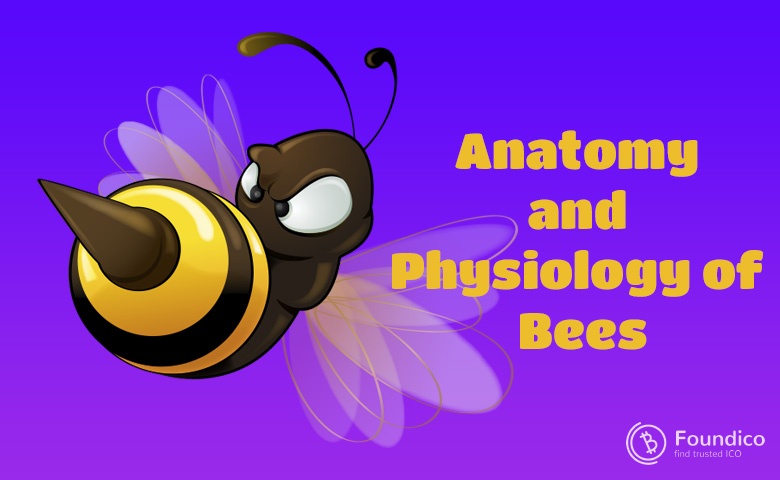 Detailed Study on the Subject of Bees' Physiology and Anatomy 